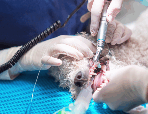 Why Regular Dental Exams and X-Rays Are Essential for Your Pet