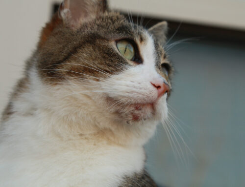 Cat Acne Is a Thing (Yep, Really)