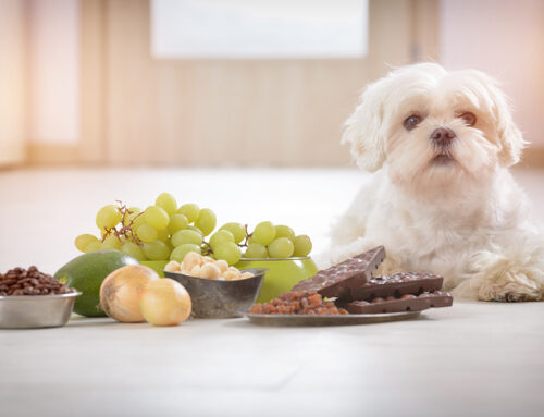 The Sweet Danger You Might Not Know About: Xylitol and Your Pet