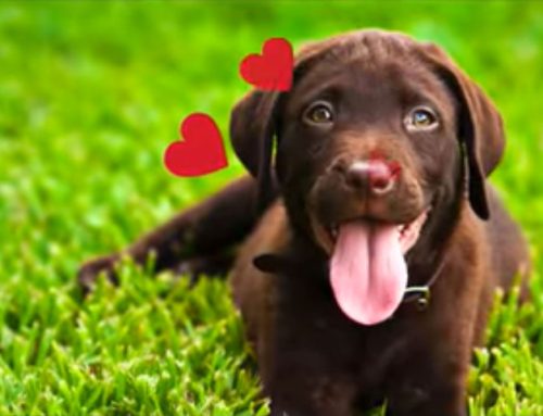 Never Worry About Heartworms Again!