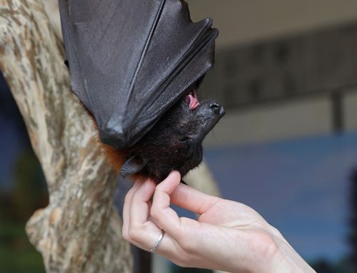 Rabies-Positive Bat Found at RSM Lake: A Reminder for Pet Owners