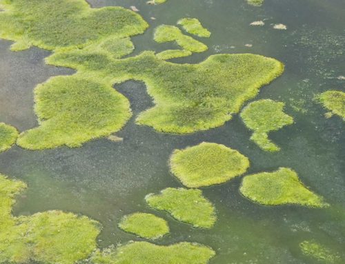 Warning for seasonal toxic algae blooms