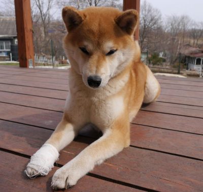 pain-in-dog-1-800×753-1-400×377