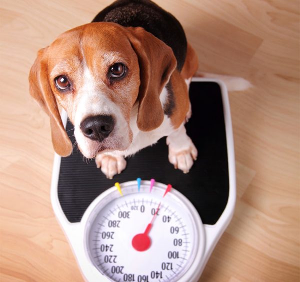 weight-loss-img101-600×565-1